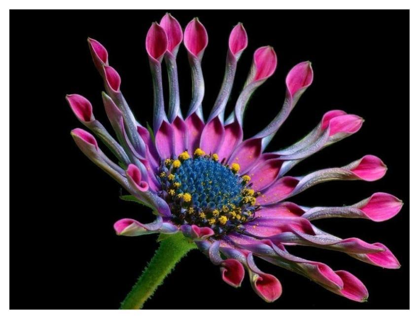 Stunning close-up shot of a vibrant pink African d