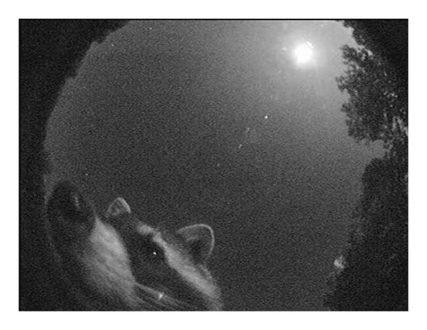 For Halloween: Night Bandit (NASA, Marshall, 10/29