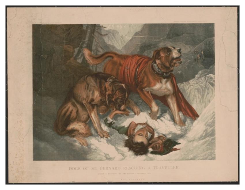 Dogs St. Bernard rescuing traveller