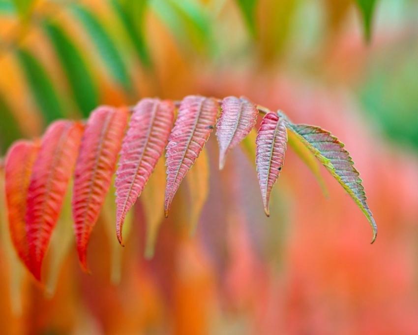 Sheets Sumac Vinegar Fall