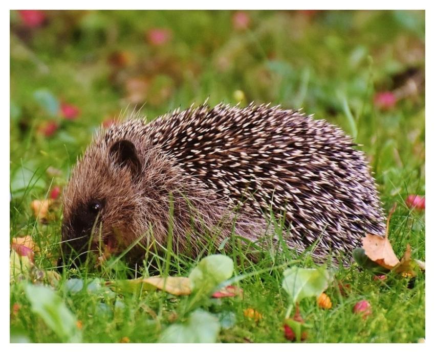 Cute hedgehog, animal image