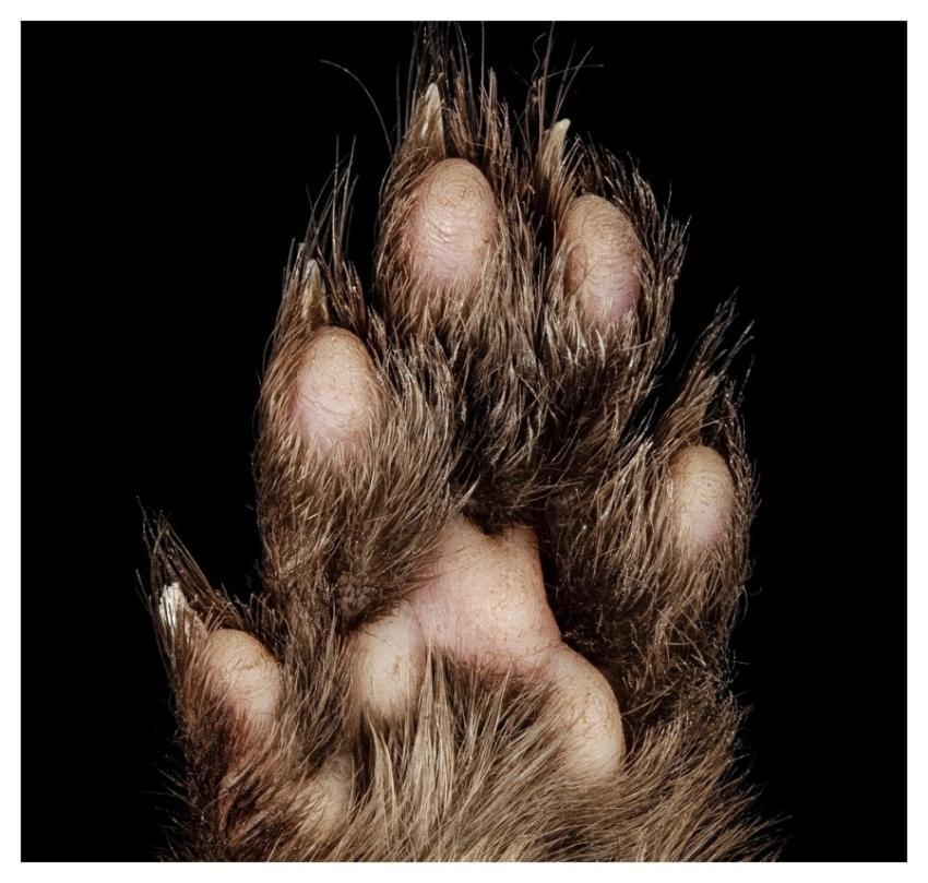 American mink paw, animal body