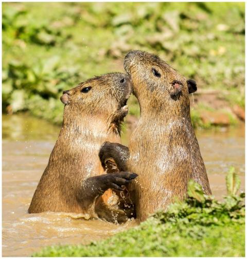 Two capybaras playfully interacting in the water s