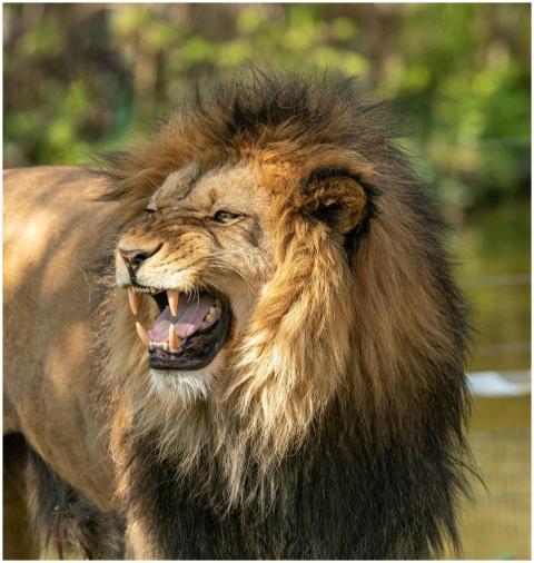 Close-up of a male lion roaring, showcasing its ma