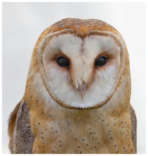 Stunning portrait of a barn owl showcasing its mes