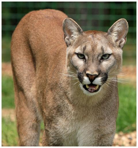 Close-up image of a cougar (Puma concolor) showcas