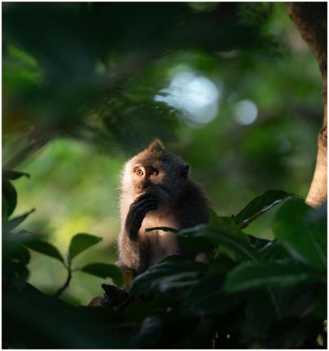 Close-up of a macaque monkey surrounded by dense g