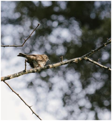 A tiny bird perched on a tree branch, surrounded b