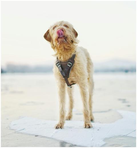 An adorable dog with a snowy nose licking its lips