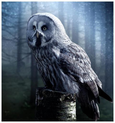 Great grey owl perched on a tree stump in a foggy