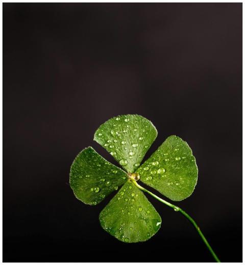 Close-up of a four-leaf clover with dew drops, sym