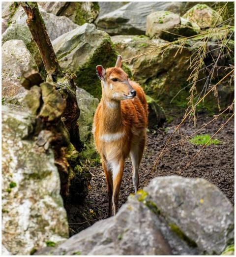A serene deer stands among rocks in nature, captur