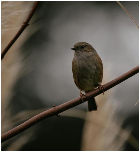 Detailed portrait of a sparrow resting on a branch
