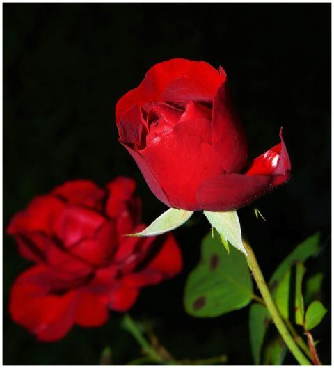 Stunning close-up of vibrant red roses in bloom, c