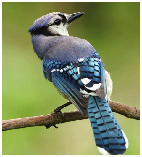 A detailed view of a Blue Jay perched on a branch,