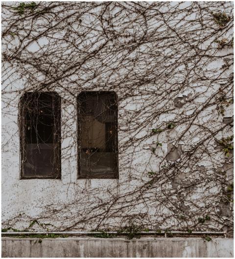 Aged wall with creeping vines and two windows, per