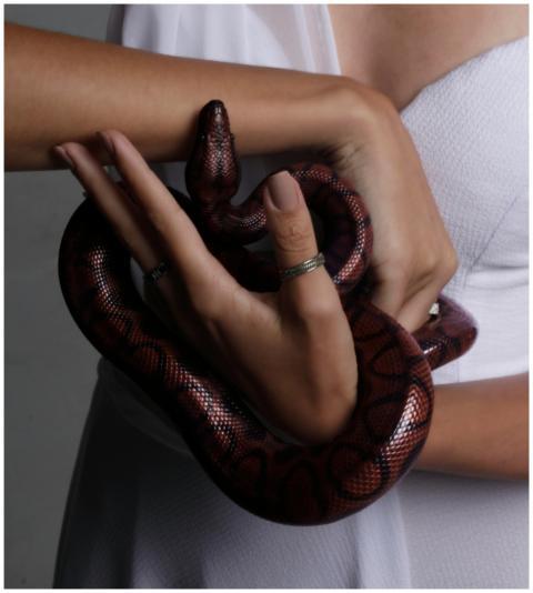 A red python being gently held by a person indoors