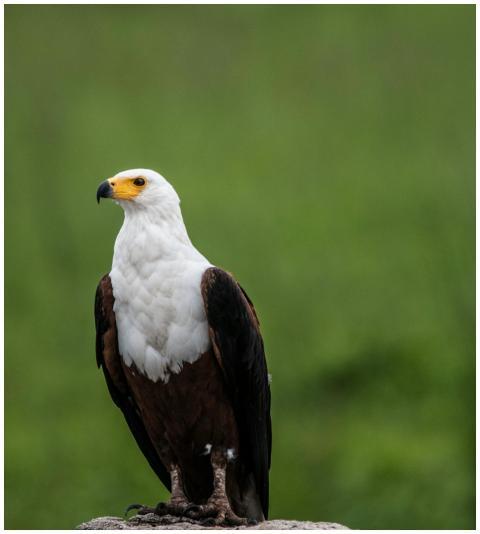 Close-up of an African Fish Eagle perched, showcas