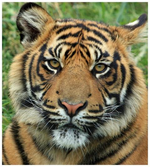 Detailed close-up of a tiger's face with intense g