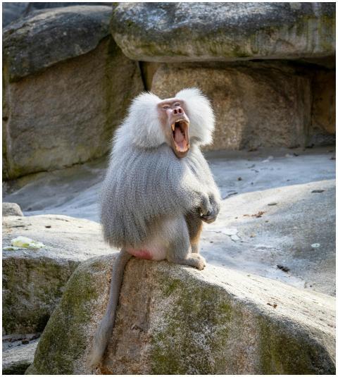Close-up of a yawning baboon in an outdoor zoo set