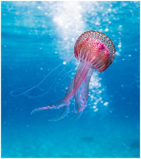 Close-up of a vibrant jellyfish gracefully swimmin