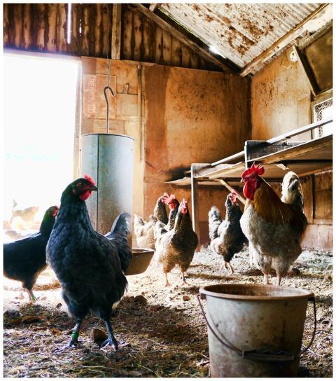 A rustic indoor chicken coop with hens and a roost