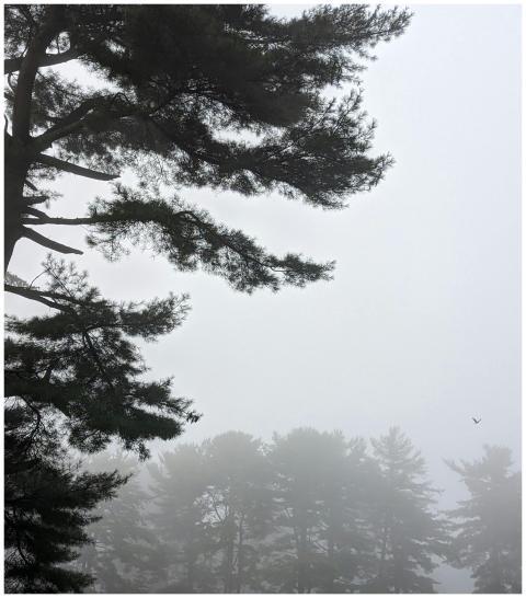 Misty forest with tall pine trees obscured by fog,