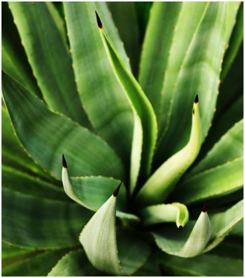 Close Up Vibrant Agave