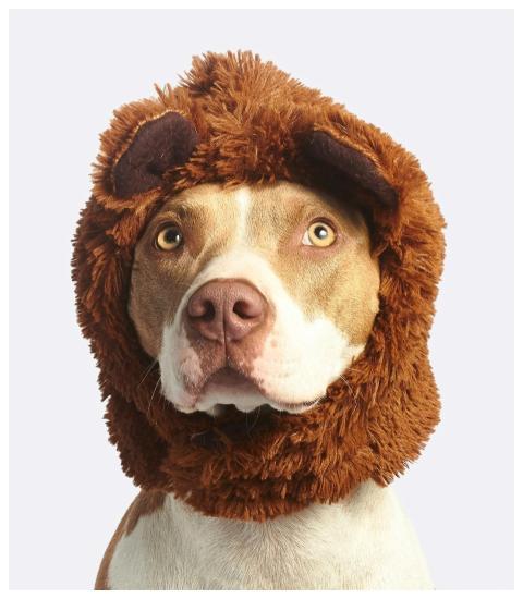 Charming close-up of a pitbull in a fun furry hat,