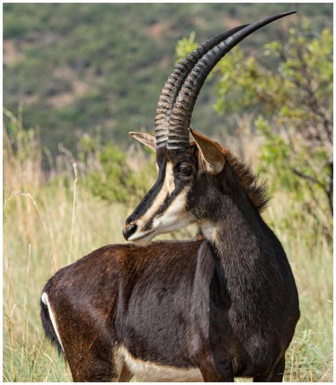 A majestic sable antelope with curved horns standi