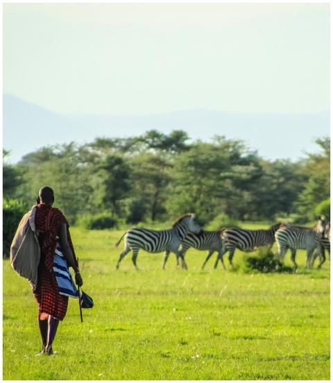 A Maasai individual walking through the African sa