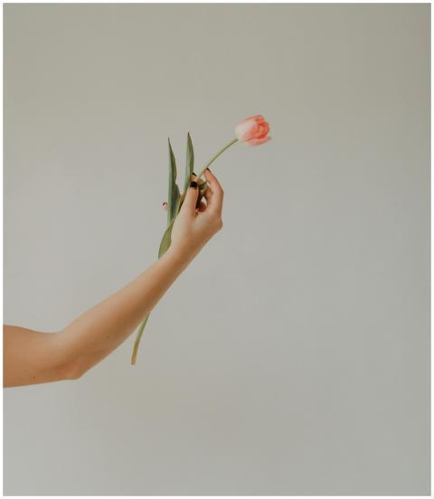 A graceful hand holding a single pink tulip agains