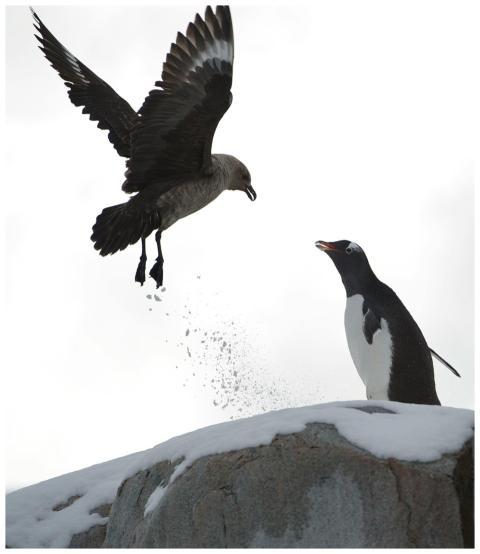 Gentoo penguin and brown skua in a snowy terrain,