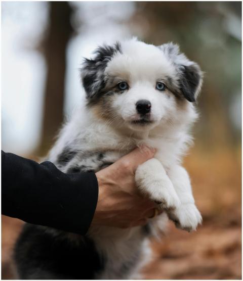 Adorable Blue Eyed Puppy