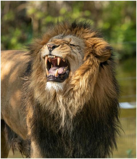 A fierce and roaring lion showcasing its mane and