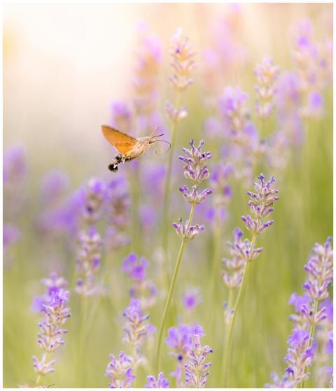 A hummingbird moth hovering over blooming lavender