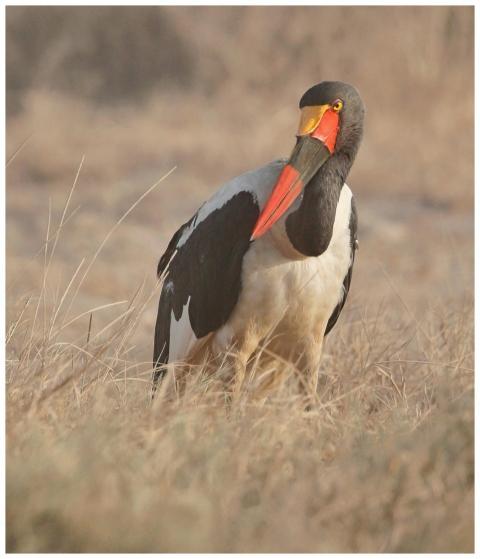 Free stock photo of birds, kenya, nature