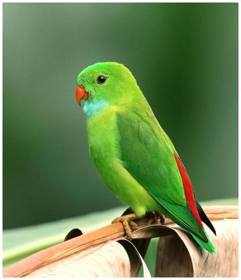 A vibrant green parrot with colorful plumage perch