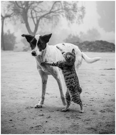 A cute black-and-white image of a cat and a dog ou