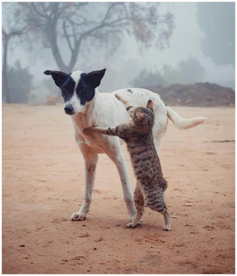 A stray dog and a cat engaging playfully on a fogg