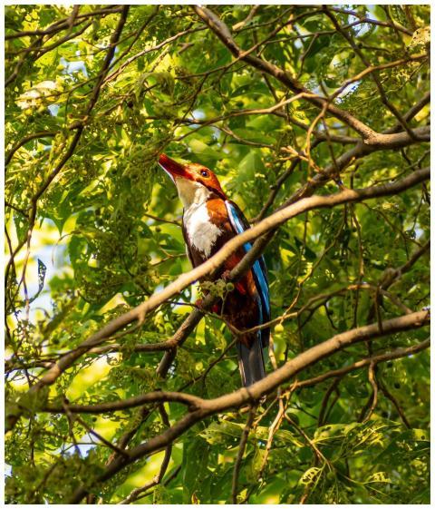A vivid kingfisher perched among lush green foliag