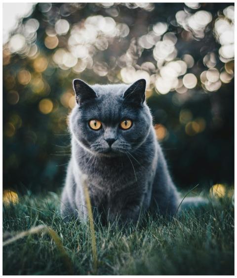 A striking British Shorthair cat with bright yello