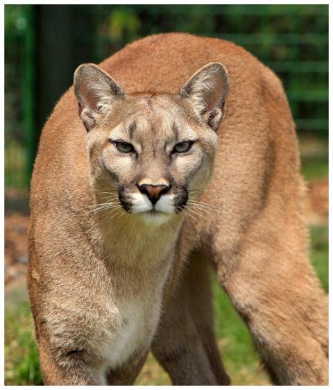 Stunning close-up of a mountain lion showcasing it