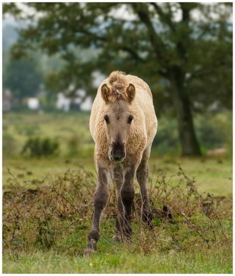 A wild horse stands in a lush green field in Elst,