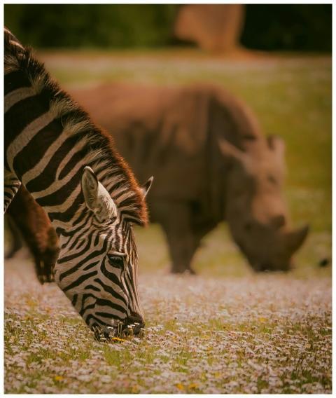 Zebra and rhino peacefully grazing on a grassy fie