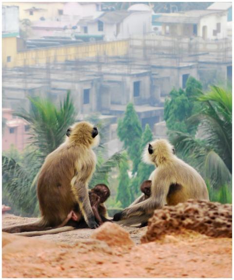 Family of urban langur monkeys sitting in Bhubanes