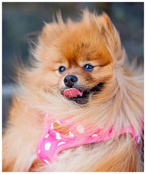 Adorable fluffy Pomeranian dog wearing a pink polk