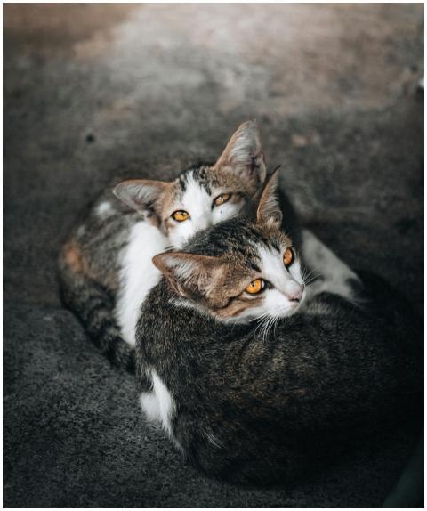 Two cats cuddle closely, with vivid eyes, conveyin
