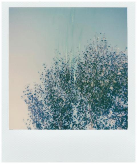 A vintage Polaroid photograph captures abstract tr