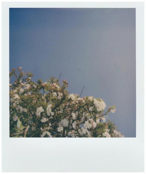 Vintage Polaroid photo of a tree in bloom against